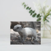 Leucistic White Squirrel Briefkaart (Staand voorkant)