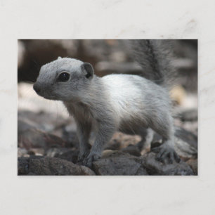 Leucistic White Squirrel Briefkaart
