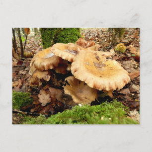 Leucopaxillus giganteus Musroom Carte postale