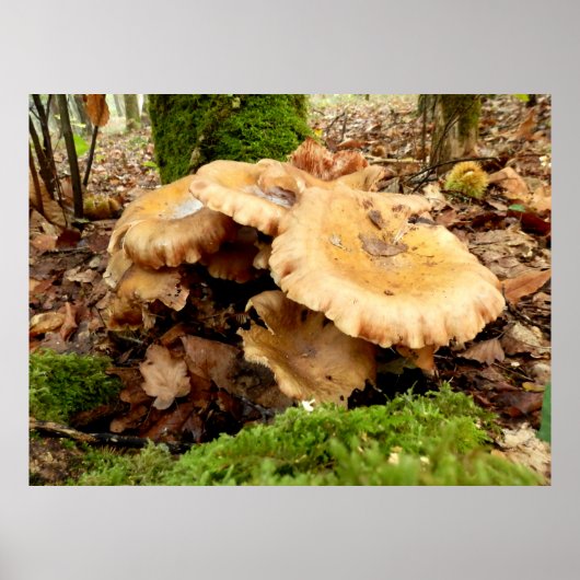 Leucopaxillus giganteus Poster van paddenstoelen (Voorkant)