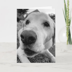 leuk en dicht bij Ed het oude gele lab Kaart