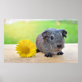 Leuk Guinee Pig Met Bloem Poster