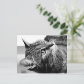 Leuk kattenportret - de denker briefkaart (Staand voorkant)