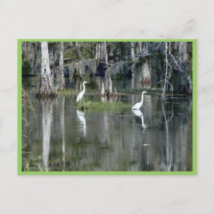 Leuk paar Louisiana Herons in het water bij Morgan Briefkaart