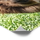 Leuke Alpaca nieuwe haarsnede Poster (Hoek)