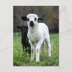 Leuke Baby Lamp Ewe - Grappige Boerderijdieren Briefkaart