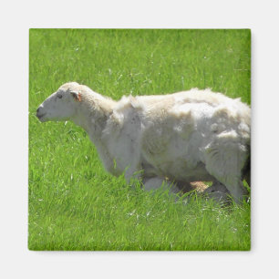 Leuke Baby Sheep Nursing Fotografie Magnet Magneet