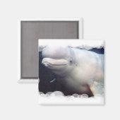 Leuke Beluga walvis magneet (Voorkant / Achterkant)