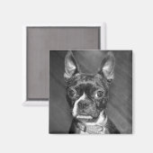 Leuke Boston Terrier magneet (Voorkant / Achterkant)
