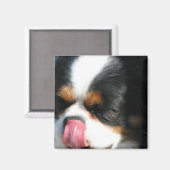 Leuke Cavalier Spanial Dog Magnet Magneet (Voorkant / Achterkant)