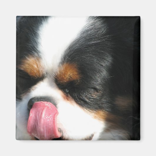Leuke Cavalier Spanial Dog Magnet Magneet (Voorkant)
