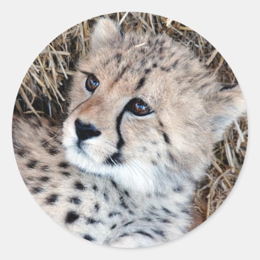Leuke Cheetah Cub Foto Ronde Sticker (Voorkant)