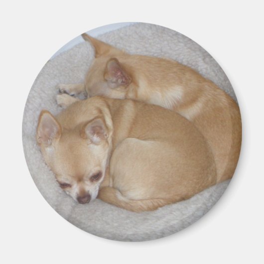 Leuke Chihuahua magneet (Voorkant)