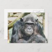 LEUKE CHIMPANSEES BRIEFKAART (Voorkant / Achterkant)