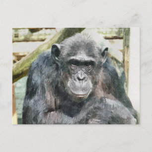 LEUKE CHIMPANSEES BRIEFKAART