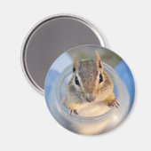 Leuke Chipmunk Zittend in een Food Container Magneet (Voorkant / Achterkant)