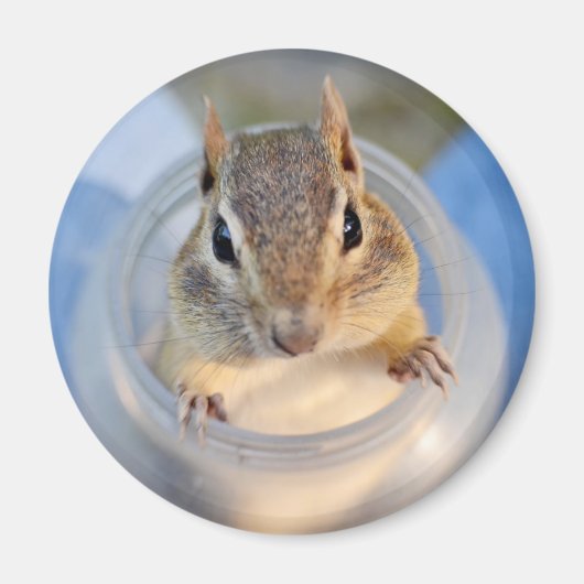 Leuke Chipmunk Zittend in een Food Container Magneet (Voorkant)
