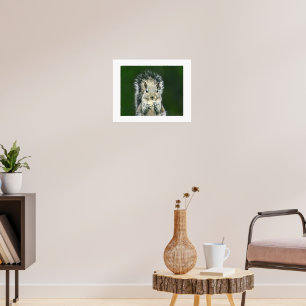 Leuke Close-up van deze achtertuin Cute Eekhoorn K Poster