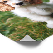 Leuke Clumber Spaniel puppy Poster (Hoek)