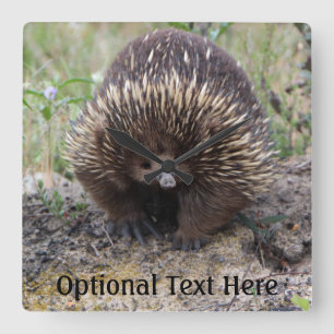 Leuke Echidna van Australië Vierkante Klok
