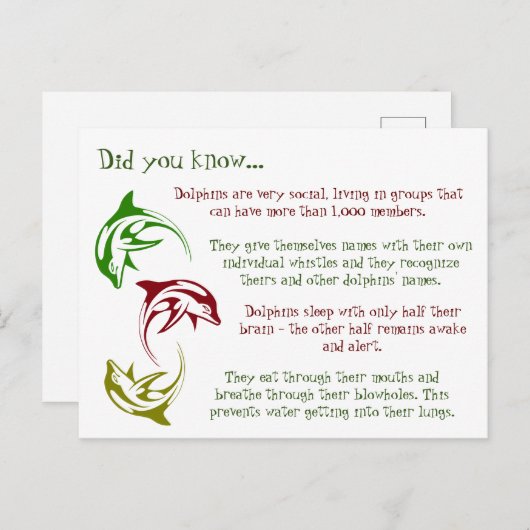 Leuke feiten over dolfijnen briefkaart (Voorkant / Achterkant)