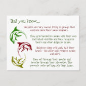 Leuke feiten over dolfijnen briefkaart (Voorkant)