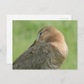 Leuke Godwit Close Up DIY Briefkaart (Voorkant / Achterkant)