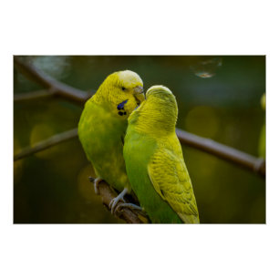 Leuke Groene Gele Budgie Vogels op een Boomtak Perfect Poster