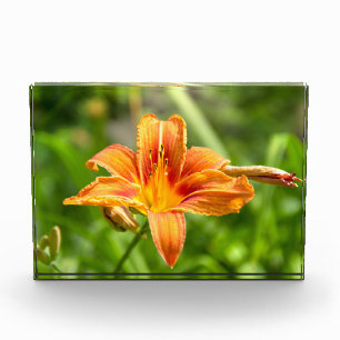 Leuke grote Lily bloem foto