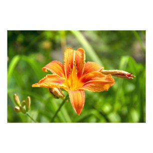 Leuke grote Lily bloem foto Afdruk