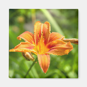 Leuke grote Lily bloem foto Magneet