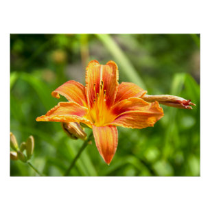 Leuke grote Lily bloem foto Perfect Poster
