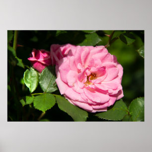 Leuke grote roze roos foto poster