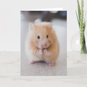 Leuke hamster kaart
