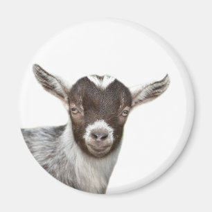 Leuke het boerderij dierlijke foto van de geit magneet