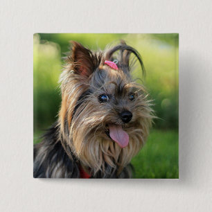 Leuke Hond knop 7 Vierkante Button 5,1 Cm