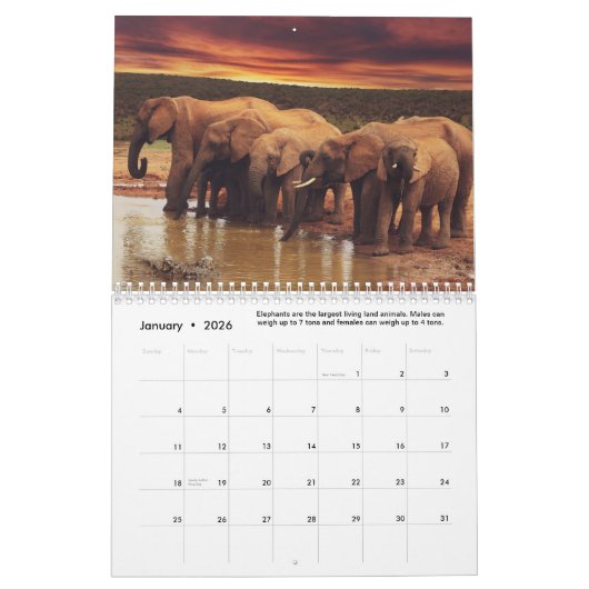 Leuke & interessante feiten over olifanten kalender (Jan 2026)
