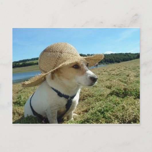 Leuke Jack Russell met een zon pet in het veld Briefkaart (Voorkant)