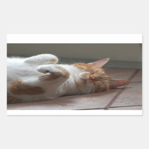 Leuke kat slapen Rechthoek Stickers