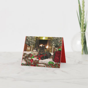 Leuke katten die Kerstmis vieren Kaart