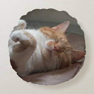 Leuke Katten slapen Rond Sierkussen Kussen