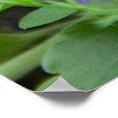 Leuke paarse violette foto poster (Hoek)