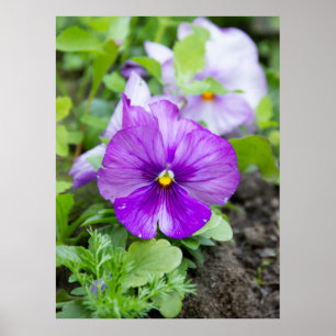 Leuke paarse violette foto poster
