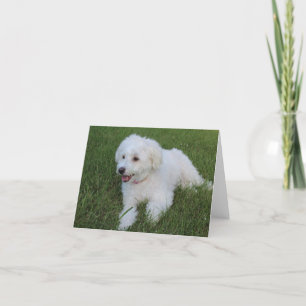 Leuke pluizige witte hond op een briefkaart