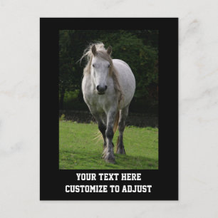 Leuke pony foto briefkaart