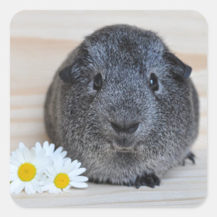 Leuke Proefkonijn Agouti en Madeliefjes Vierkante Sticker