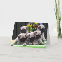 Leuke Pug de verjaardagskaart van het Puppy