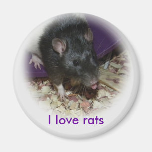 Leuke rat die uit zijn tongmagneet plakken magneet