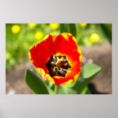 Leuke rode tulp foto poster (Voorkant)