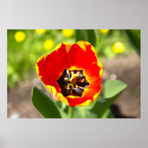 Leuke rode tulp foto poster
